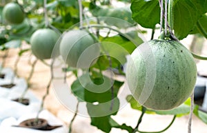 young sprout of Japanese melons or green melons or cantaloupe melons plants growing in greenhouse organic melon farm