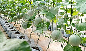 young sprout of Japanese melons or green melons or cantaloupe melons plants growing in greenhouse organic melon farm