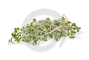 Young sprout microgreen isolated on white background. Micro baby leaf vegetable of green radish seeds sprouts