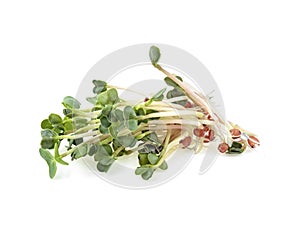 Young sprout microgreen isolated on white background. Micro baby leaf vegetable of green radish seeds sprouts