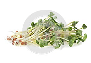 Young sprout microgreen isolated on white background. Micro baby leaf vegetable of green radish seeds sprouts