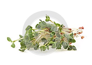 Young sprout microgreen isolated on white background. Micro baby leaf vegetable of green radish seeds sprouts