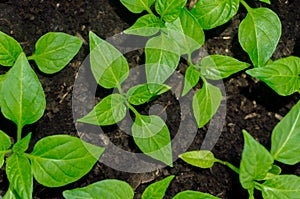 Young sprout new green pepper plant at soil, plant leaves against a black earth background, seedlings, close-up