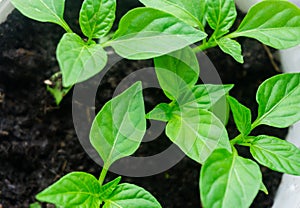 Young sprout new green pepper plant at soil, plant leaves against a black earth background, seedlings, close-up