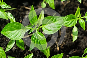 Young sprout new green pepper plant at soil, plant leaves against a black earth background, seedlings, close-up