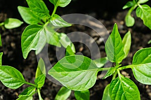 Young sprout new green pepper plant at soil, plant leaves against a black earth background, seedlings, close-up