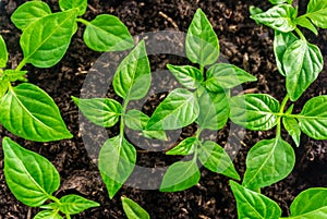 Young sprout new green pepper plant at soil, plant leaves against a black earth background, seedlings, close-up