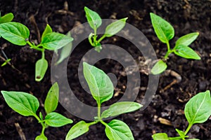 Young sprout new green pepper plant at soil, plant leaves against a black earth background, seedlings, close-up