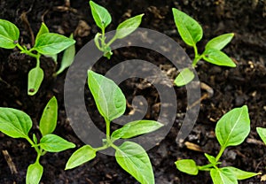 Young sprout new green pepper plant at soil, plant leaves against a black earth background, seedlings, close-up