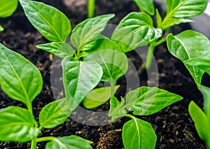 Young sprout new green pepper plant at soil, plant leaves against a black earth background, seedlings, close-up