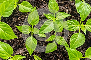 Young sprout new green pepper plant at soil, plant leaves against a black earth background, seedlings, close-up