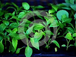 Young sprout new green pepper plant at soil, plant leaves against a black earth background, seedlings, close-up.