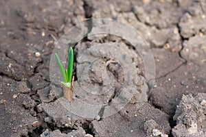 Young sprout of onion sowed on cracked ground in the garden in springtime