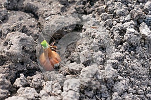 Young sprout of onion sowed on ground in the garden in springtime.