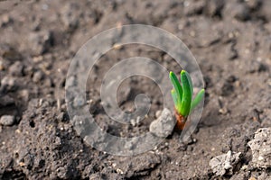 Young sprout of onion sowed on ground in the garden in springtime. Onion