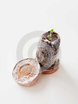 Young sprout in peat tablet on white background