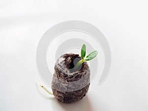 Young sprout in peat tablet on white background