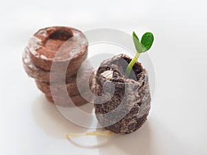 Young sprout in peat tablet on white background