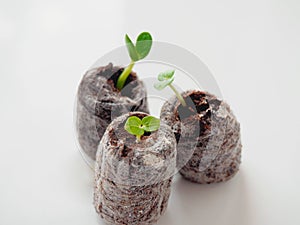 Young sprout in peat tablet on white background