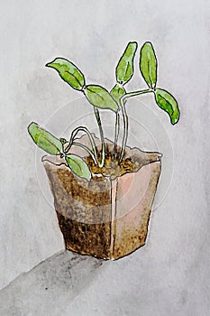 a young sprout in a pot, germination of plants, a seedling in a pot, watercolor illustration of a potted plant.