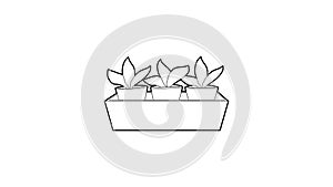 Young sprout seedlings in a flower box icon animation