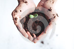 Young sprout in springtime,Closeup.Hands of farmer growing plant a tree natural background,Plant a tree growing plant The soil and