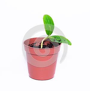 A young sprout sprouts in a pot on a white background. Seedling close-up. A new life. Cultivation