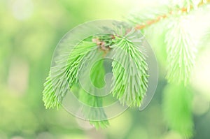 Young sprout of spruce, natural forest