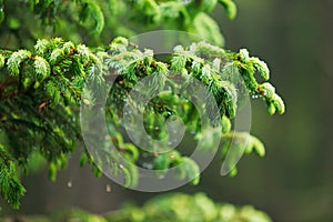 Young sprout of spruce, natural forest