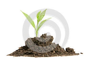 Young sprout in the studio