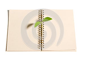 Young sprout in the studio