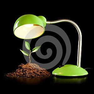 Young sprout and table lamp