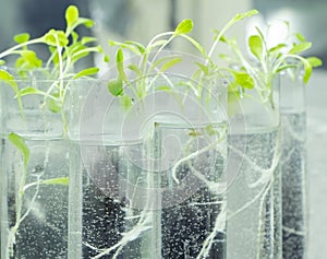 Young sprout in tube. Biotechnologies. Young green plant. Gardening. Growing plant. Blurred background