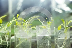 Young sprout in tube. Biotechnologies. Young green plant. Gardening. Growing plant. Blurred background