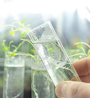 Young sprout in tube. Biotechnologies. Young green plant. Gardening. Growing plant. Lab worker holding tube