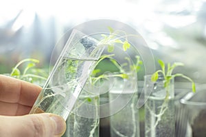 Young sprout in tube. Biotechnologies. Young green plant. Gardening. Growing plant. Lab worker holding tube