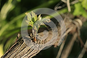 Young sprout of a vine.