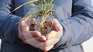 Young sprout of wheat in hands of a farmer. environmentally friendly sprout in palms of a free man. Hands of an