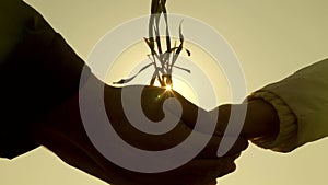 Young sprout of wheat in hands of a farmer man and woman. hands of an agronomist and businessman hold green seedlings in