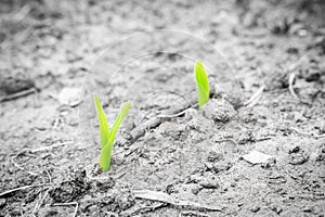 Young sprouted green sprout of corn grows in the soil of the vegetable garden close-up