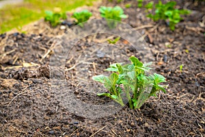 Young sprouted potato sprouts in a garden bed close-up