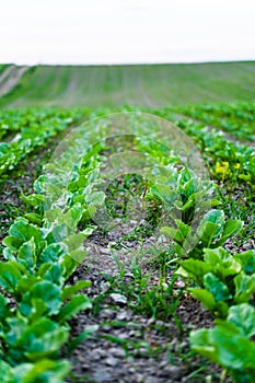 Young, sprouted root beet growing in the vegetable garden. Beetroot leaf in farming and harvesting. Cultivation of the