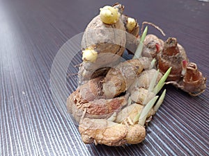 young sprouting ginger on black background
