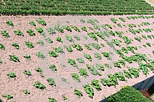 Young sprouts of agricultural plants, sown fields, growing vegetables