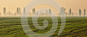 Young sprouts in autumn field, agricultural background