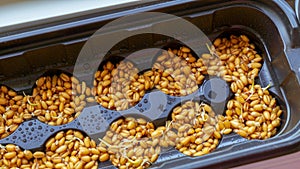 Young sprouts of barley with dew drops during germinating seeds in the ground in flower pot on the window. Green grass for pets