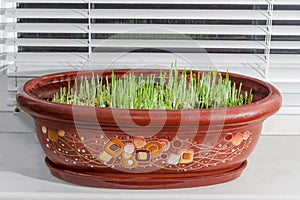 Young sprouts of barley in flower pot on the windowsill