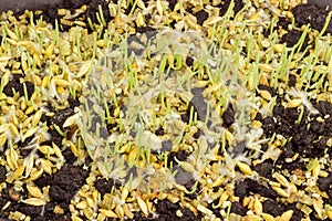 Young sprouts of barley during germinating seeds