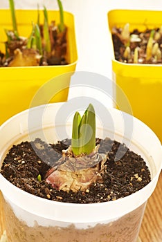 Young sprouts of bulbous plants