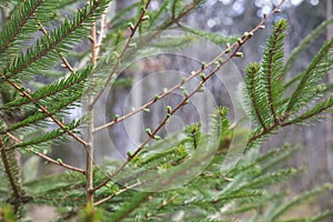 Young sprouts of a Christmas tree in the spring forest